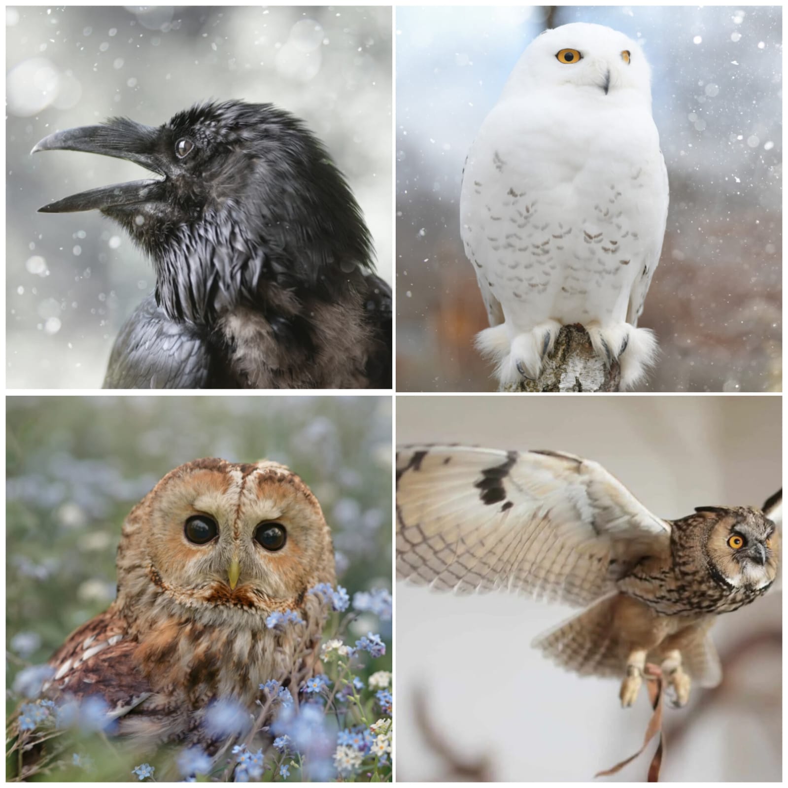 Poznaj świat sów i kruków