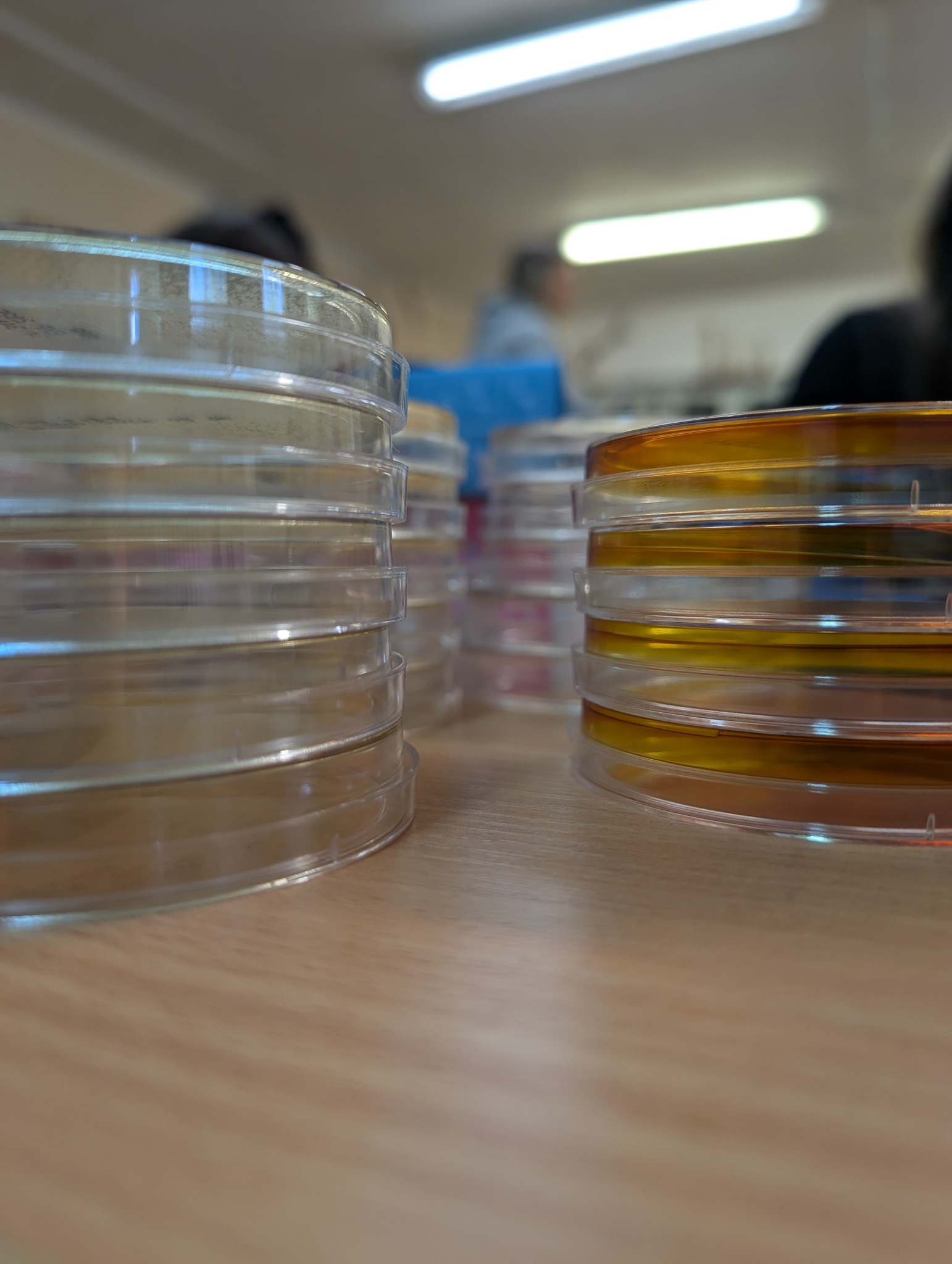 Wymazy, posiewy? Łatwizna