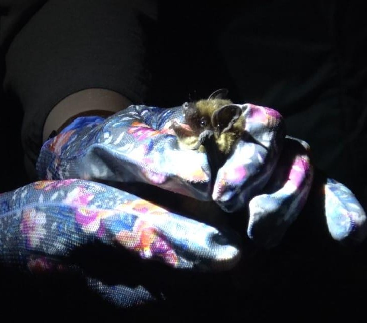 Las do góry nogami, czyli noc nietoperzy